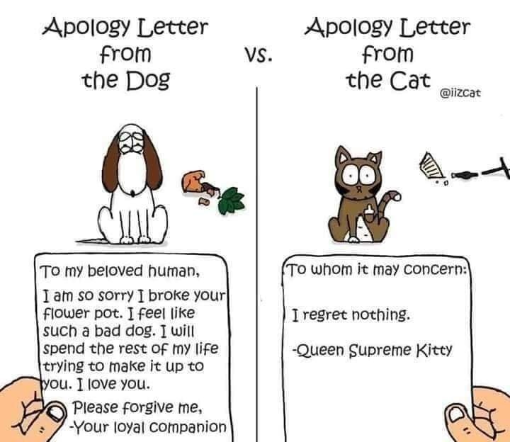 ChickenTheCat7's tweet photo. #Cats #dogs https://t.co/tggQ2a0f8k