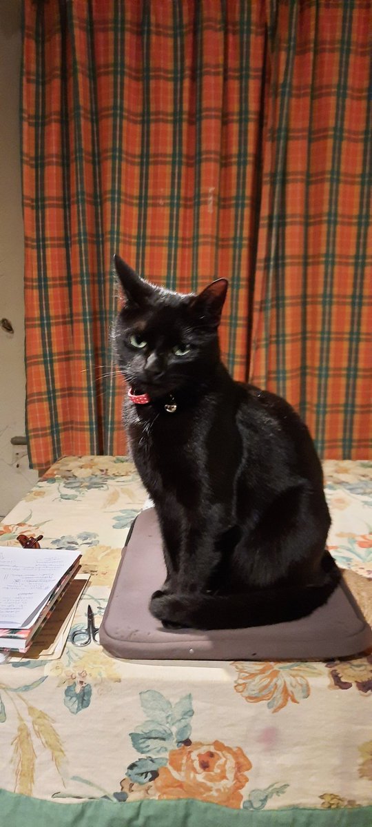 penny_face's tweet photo. Reunited with Lulu. Last night we snugged in a blanket and she purred, but now she has grown weary of me. https://t.co/77BbSKPU4a