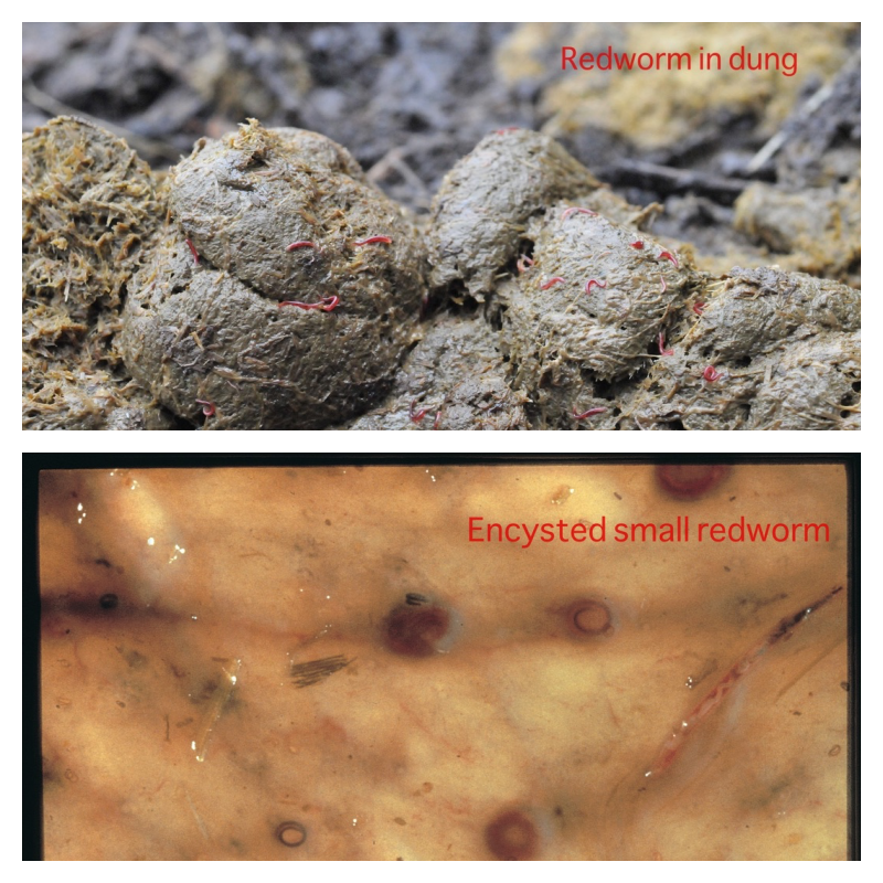 HorseDialog's tweet photo. Late autumn/early winter is the time to test or treat for encysted small redworm.
Talk to your Vet or SQP to ensure your horse's worm control is up to date.
#equinehealth #horsehealth #parasitemanagement #wormcontrol #anthelminticresistance #horseworms https://t.co/CyBgT05LA7