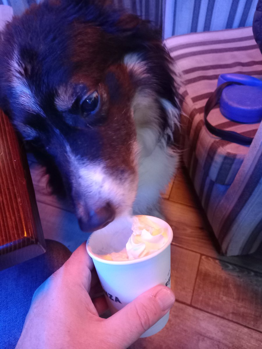 flighton's tweet photo. @mrewanmurray If it was this Collie then I don't apologise..as you can see he is a customer and enjoyed his pupachino #colliesrule https://t.co/N2vMVkWBeQ