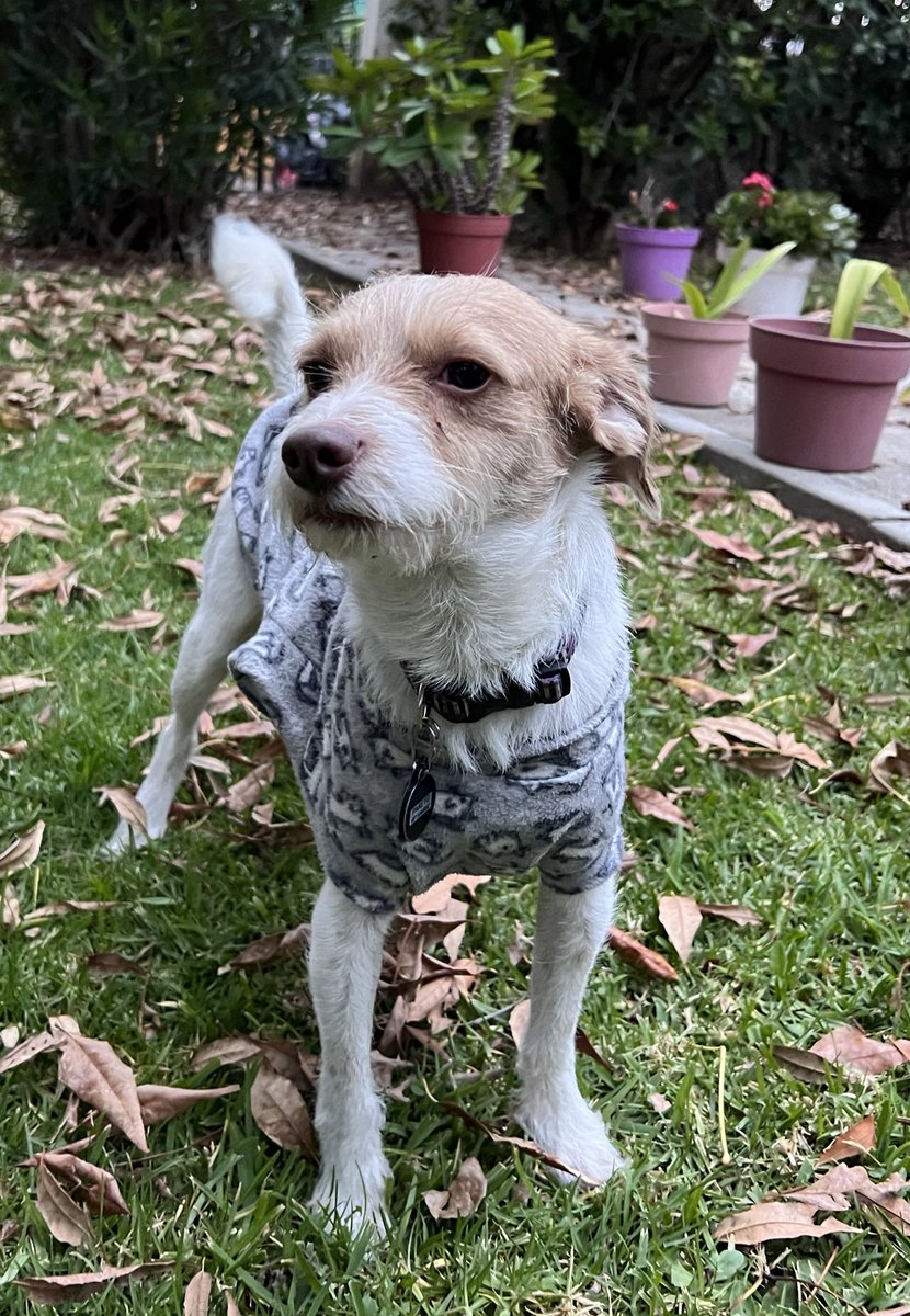 RAMÓN en adopción 

#AdoptaNoCompres #adoptaunperro 

adoptist.com/listing/ramon-…