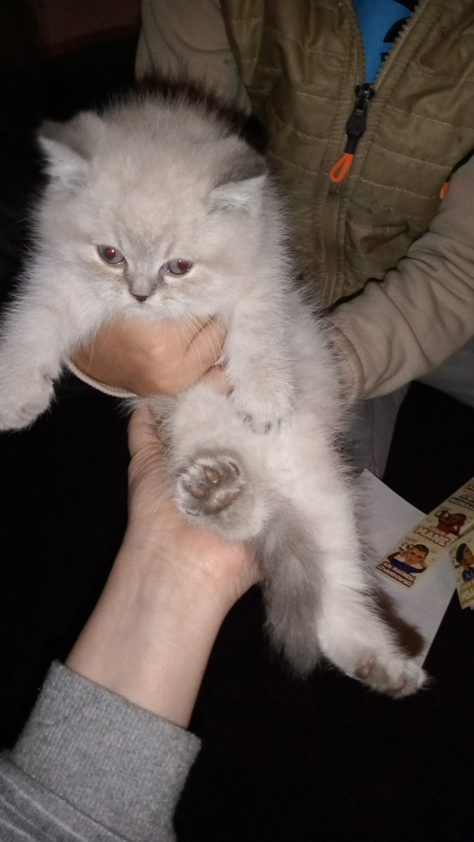 Sütlaç hanıma çip takicaklarmis daha minnacık bu