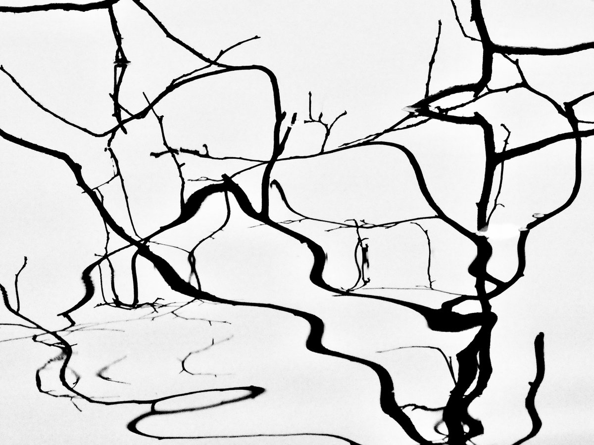 Takjes die in het water zijn beland. 

#amsterdamsebos #amsterdam #amstelveen #takjes #twigs #water #weerspiegeling #vriendenamsterdamsebos #wordvriend