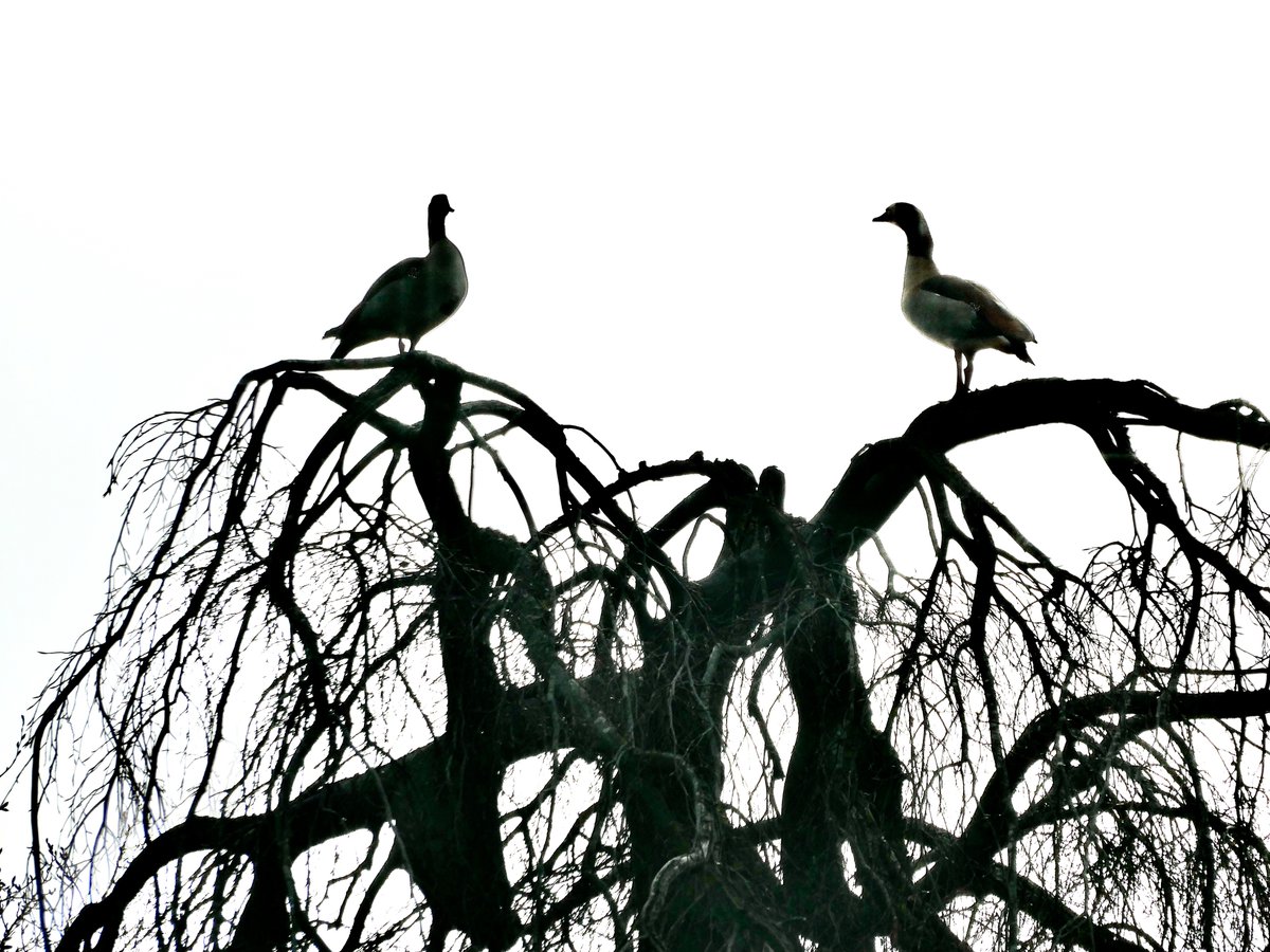 Waarover spraken zij?

#amsterdamsebos #amsterdam #amstelveen #vogels #birds #nijlgans #gans #geese #goose #vriendenamsterdamsebos #wordvriend