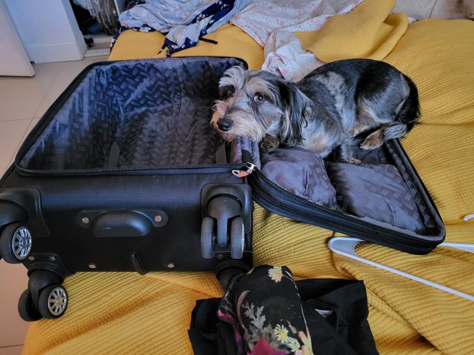 How she feels about me traveling 😔🐶💓 https://t.co/184cjZutnb<a href="/tag/femdom"class="tags"><span>#femdom</span></a><a href="/tag/dominatrix"class="tags"><span>#dominatrix</span></a><a href="/tag/femaledomination"class="tags"><span>#femaledomination</span></a><a href="/tag/4k"class="tags"><span>#4k</span></a><a href="/tag/al"class="tags"><span>#al</span></a>