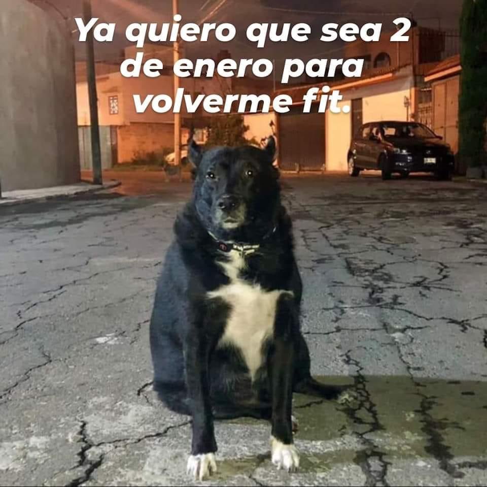 Perritos que curan tu depresión 🐶 tweet media