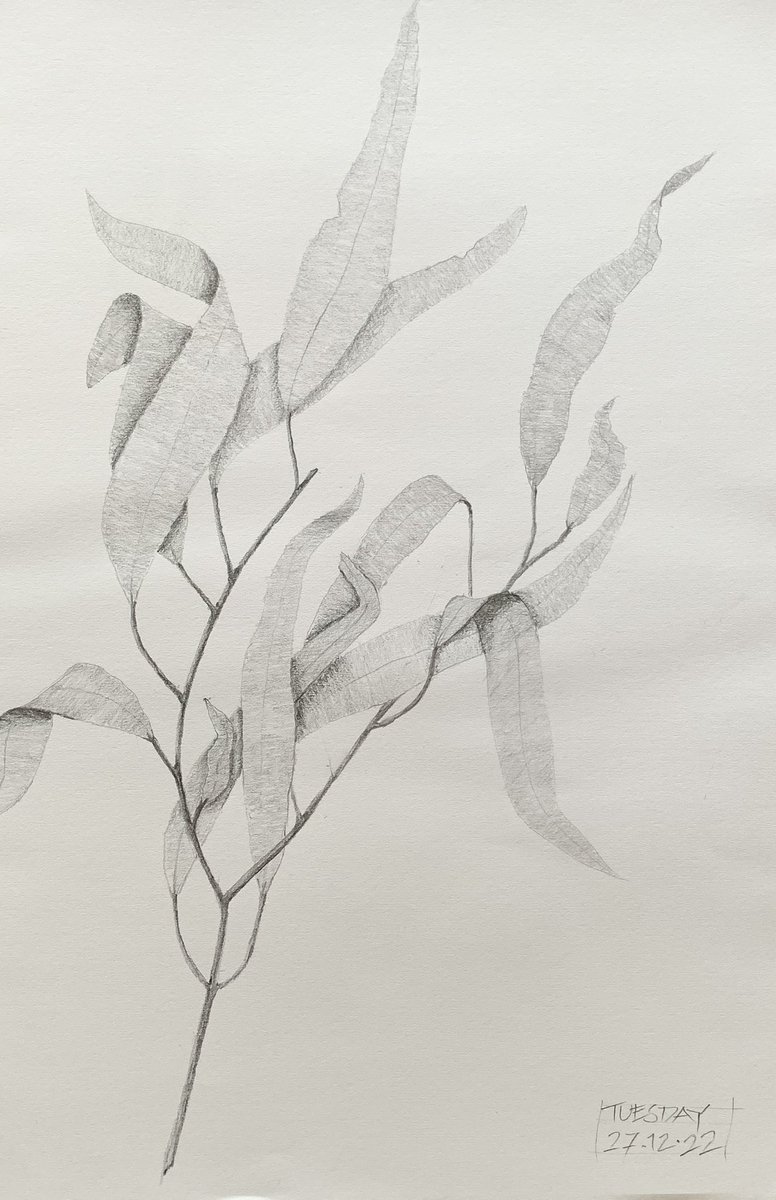 Graphite drawing. I enjoy just sitting drawing and shading; a very meditative activity to do while listening to Nils Frahm.#graphite #Pencildrawing #botanicaldrawing #dailyart