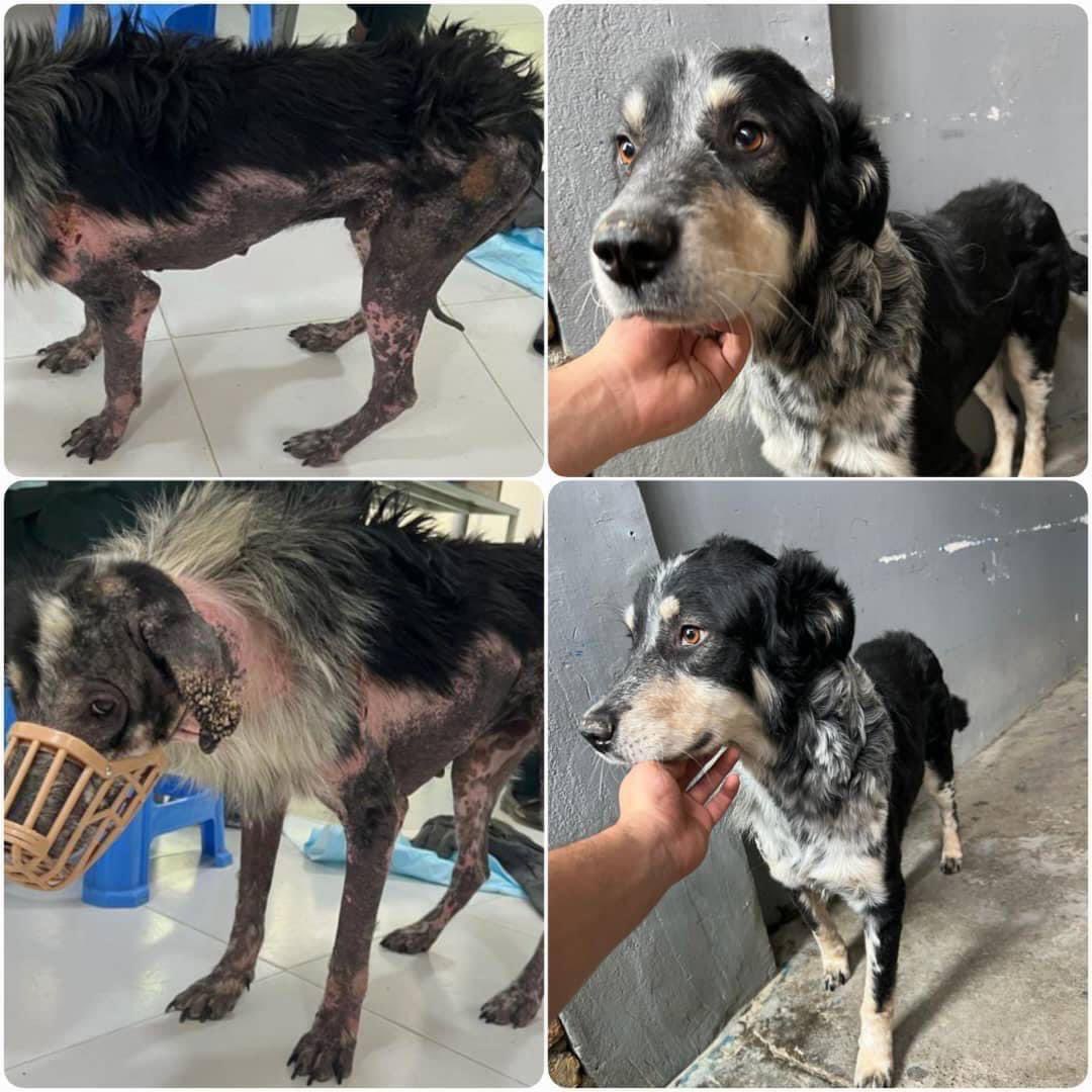 KSARshelter's tweet photo. Woofsters #KSARpack,Your favourite barketing manager, Terry reporting from #Kabul.
I don’t usually like to brag, but I have had quite the body-transformation this year. Call me Mr Pawsome🐾
Please don’t forget to cast your FREE votes today🐾
https://t.co/a7dqdDf3nE
#RescueDogs https://t.co/qjYnH6MBkW
