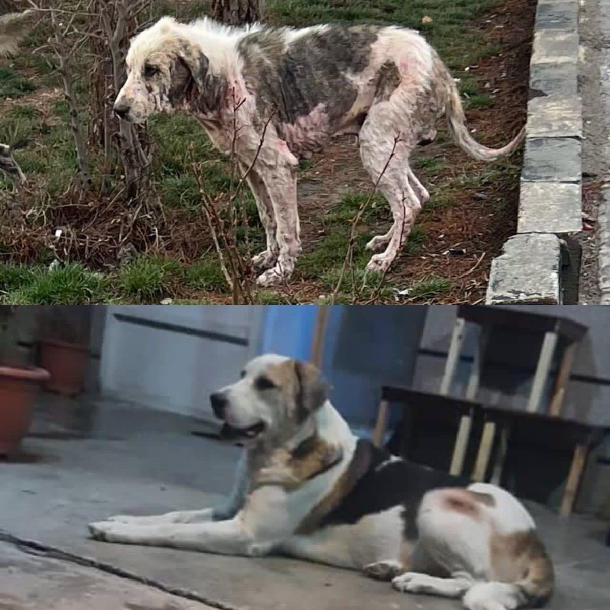KSARshelter's tweet photo. Woofsters #KSARpack,Your favourite barketing manager, Terry reporting from #Kabul.
I don’t usually like to brag, but I have had quite the body-transformation this year. Call me Mr Pawsome🐾
Please don’t forget to cast your FREE votes today🐾
https://t.co/a7dqdDf3nE
#RescueDogs https://t.co/qjYnH6MBkW