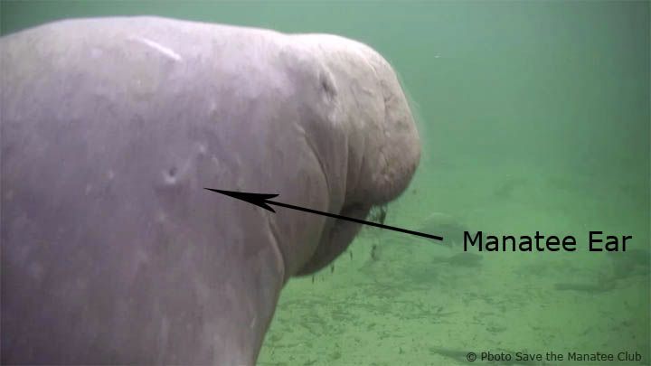 savethemanatee's tweet photo. It's a fact!
Manatees have ears, but they are tiny holes located about a hand-width behind their small eyes. Manatees can hear well but they hear at higher frequencies than humans do. Find more facts at https://t.co/8DspBpm8jq #WildlifeWednesday #Manateefact https://t.co/p7pnKC5znU