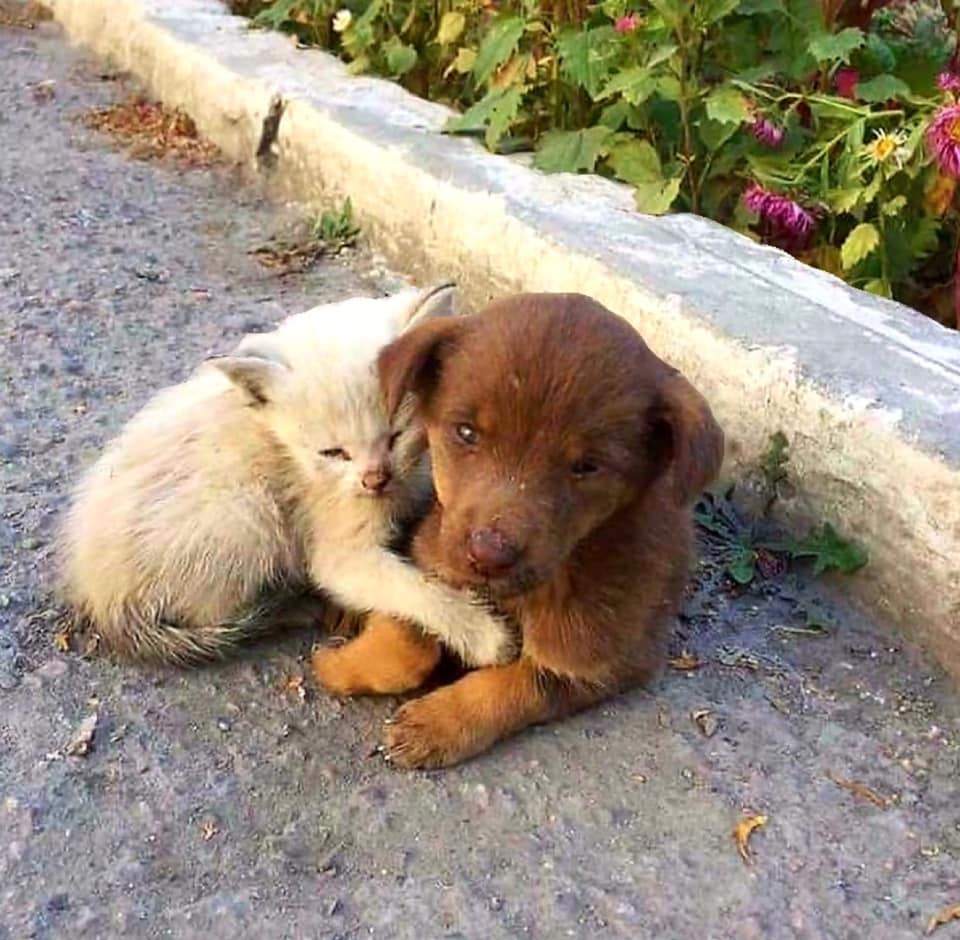 Pawzazzle tweet media