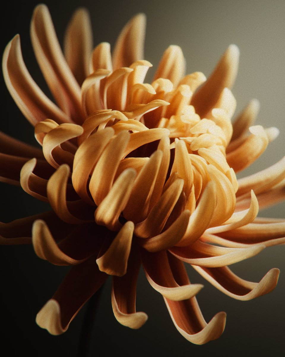 Over the past year I had the chance to work on some exciting flower projects. From photo-scanned textures to fully procedural #kinefx rigs and vellum sims, there are so many fun things to explore :)
This one is a personal RnD chrysanthemum flower #houdini #octanerender