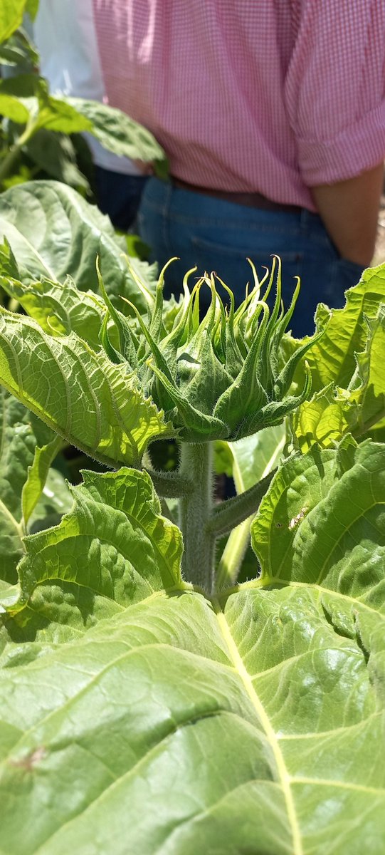 Mati_flores22's tweet photo. Excente mañana de intercambio técnico!!  #creasudestepolosur @gtherisod gracias por la invitación
📍Ayacucho 
#híbridos🌻 #nutrición🍚 #fungicidas 🍄 Miravis Duo  #insecticias 🐛 Ampligo junto a los chicos de NK a puro sinergismo 💣💯
@lucas_ratto
@Nikolas1975
@Luislopezlima https://t.co/CelvawCGwg