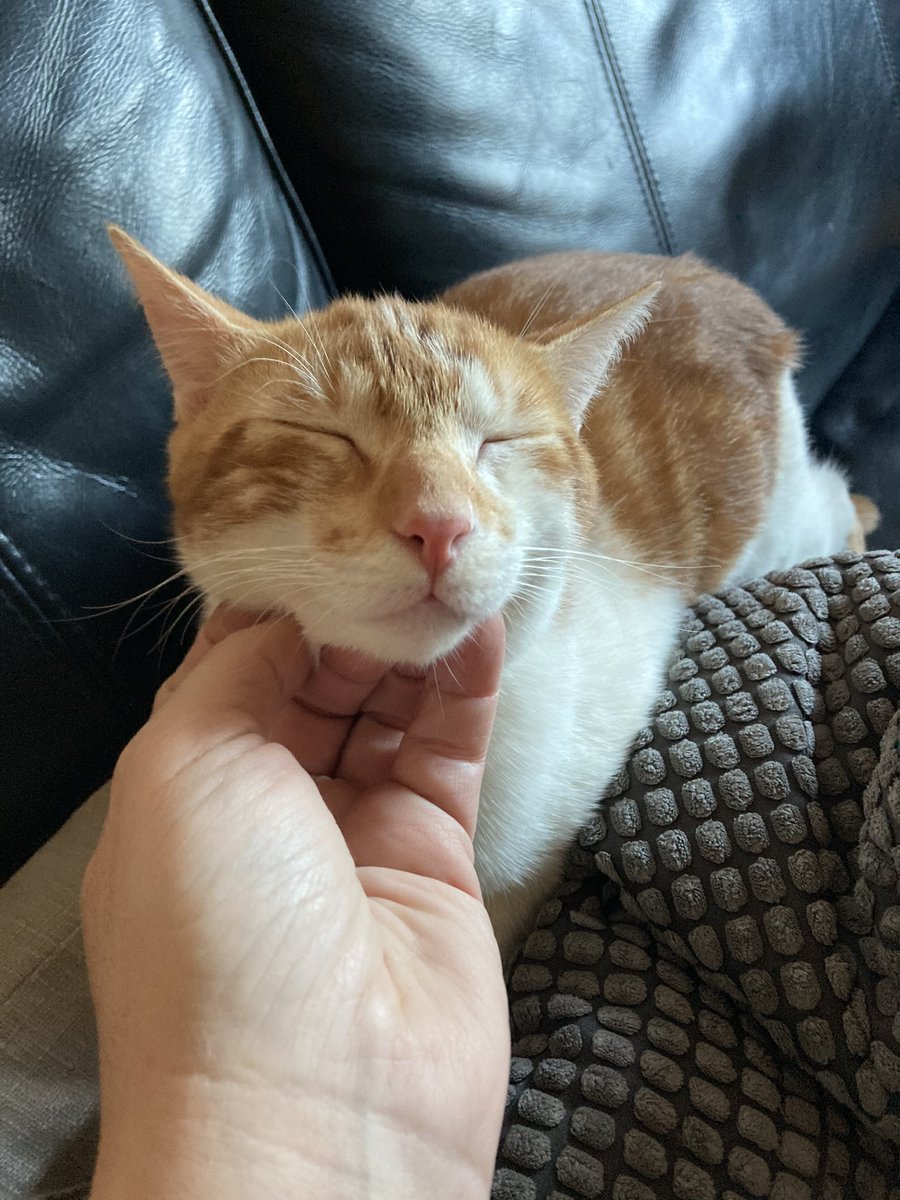 He encontrado a este #gatoperdido esta tarde en #Madrid zona de #Tetuán Es tranquilo y cariñoso. No me lo puedo quedar porque tengo otra gata mayor y con “carácter”. Agradezco difusión… si no aparece dueño o alguien que lo quiera adoptar, llamaré al ayuntamiento en unos días.