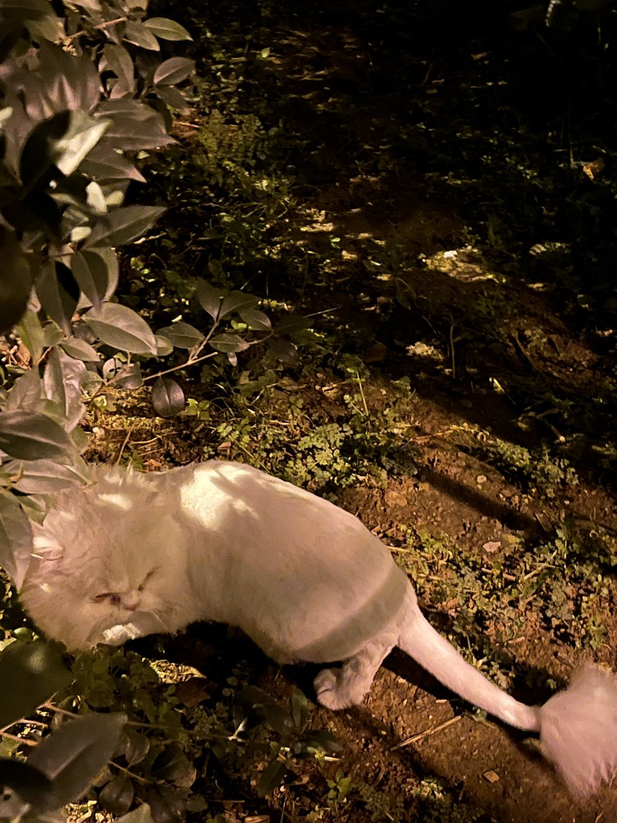 Arkadaşlar henüz yeni traş olmuş ev kedisi sanırım evden kaçmış etiketlediğim konumda , baya korkmuş eğer sahibini tanıyosanız bir şekilde ulaştırın #kedi #kayıpkedi #kedimiarıyorum #cat #kedimkayıp #barınak