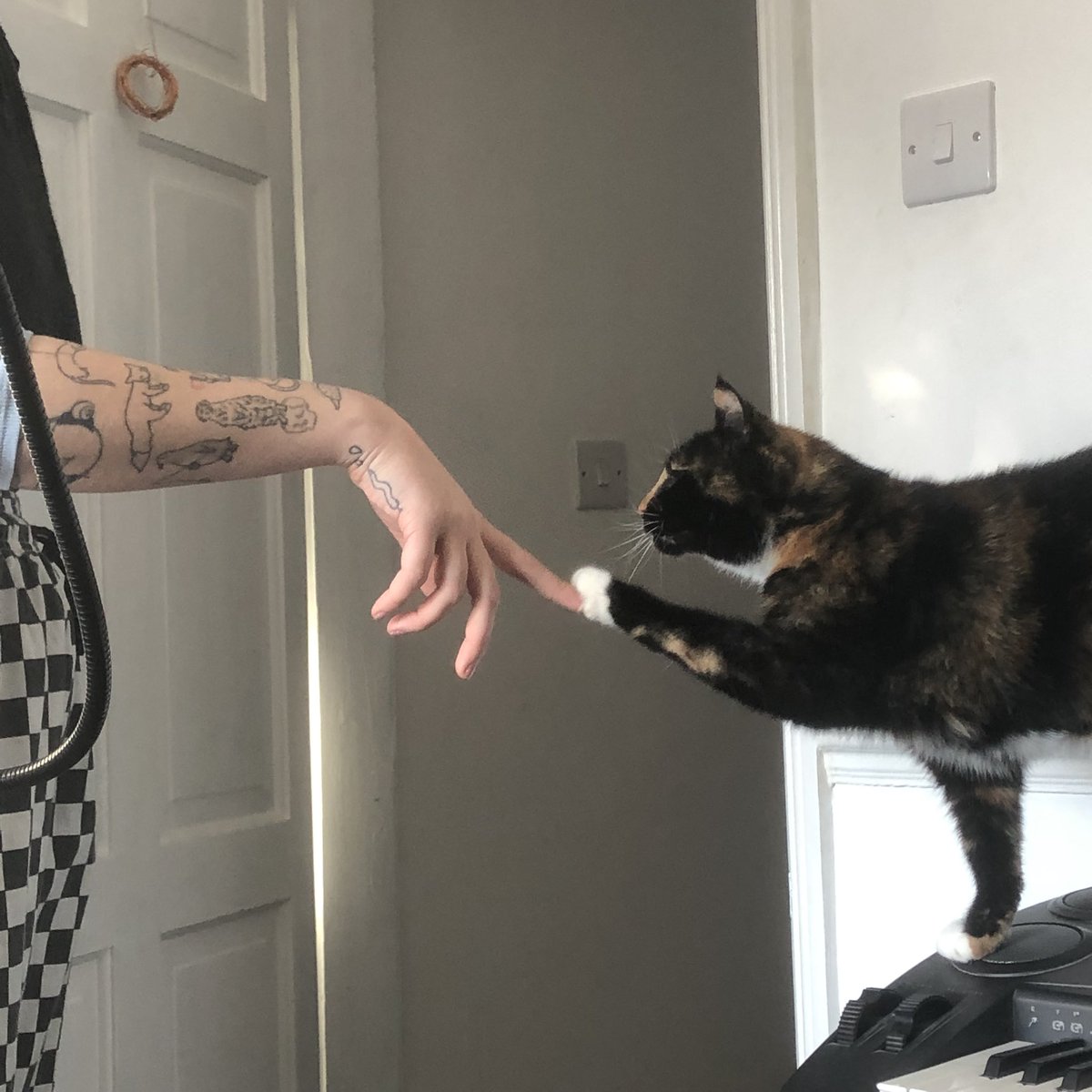 turtle the cat 🐢 tweet media