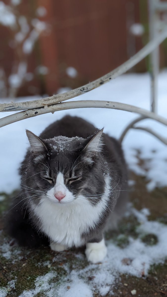 Lucygooseycat's tweet photo. First time learning about snows. Fun to play but... wet???

#CatsOfTwitter #snowday #outside #howdohashtagswork??? https://t.co/GjS5iQRqWy