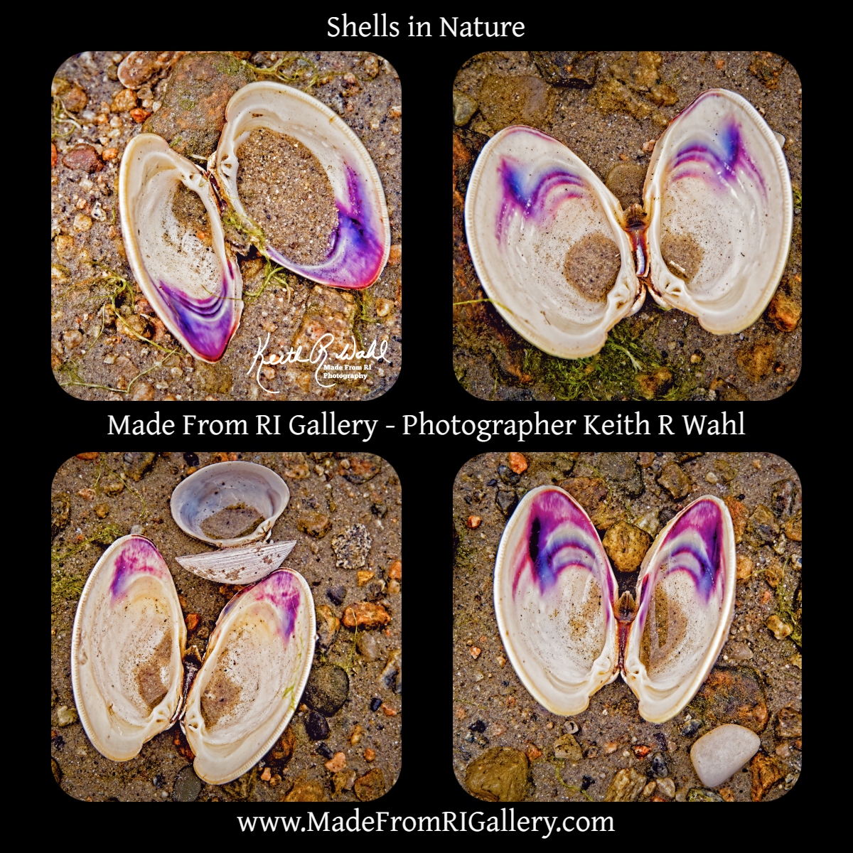 vigo_roll's tweet photo. Shells in Nature
by Made From RI Gallery - Photographer Keith R Wahl 
https://t.co/L7icOlRjzG

#KeithRWahl #Photography #MadeFromRIGallery #RhodeIsland #Beach #Shells #Nature #QuahogShell #Narragansett https://t.co/SYhEdU6MEV
