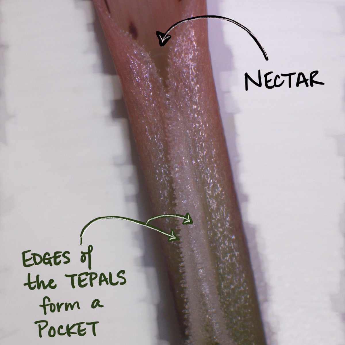 Like other flowers in the lily family, the alstroemeria nectary is found at the base of the tepal. The upper two inner tepals (see arrows) contain nectar. These nectary tepals are folded in half at the base so as to make a tiny tube or pocket for the nectar to accumulate. 2/4