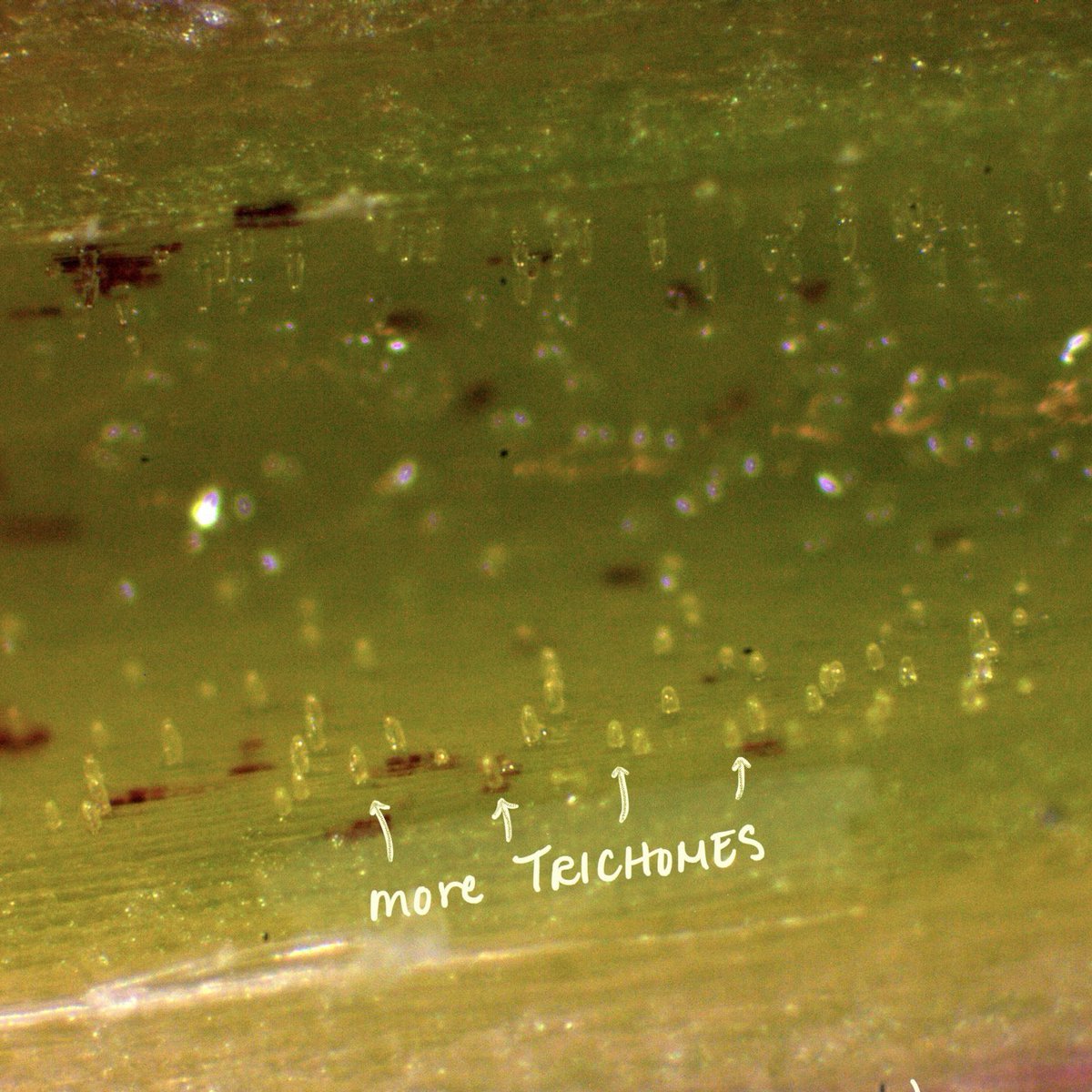 If you take a closer look, either with a hand lens or a microscope, at the area where the nectar accumulates, you can see some hairs, also known as trichomes. Presumably, the area below these hairs are the nectary cells. 3/4

#nectar #monocotnectary #trichomes #tepals