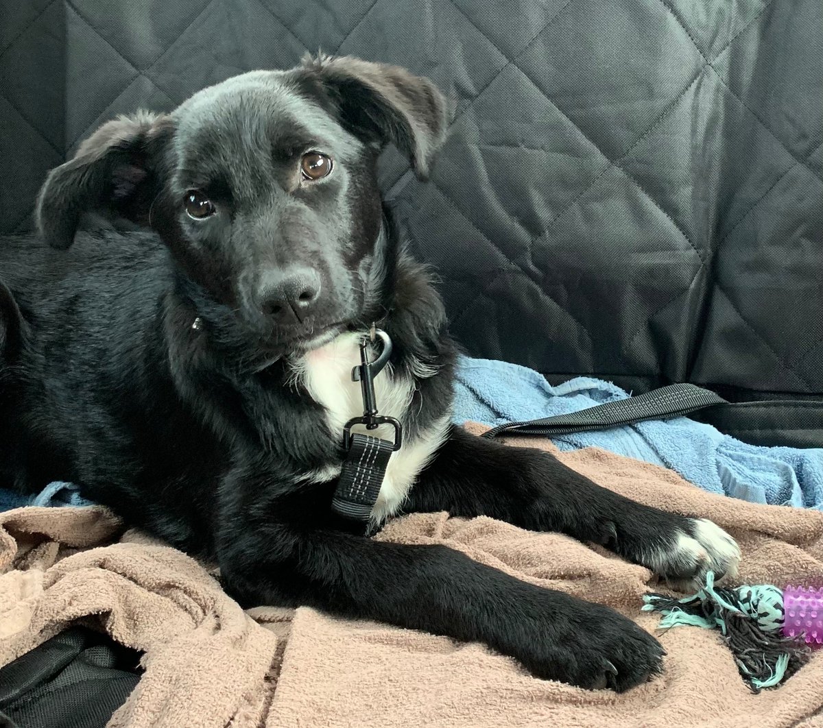 Men wil afstand doen van dit puppekind van 4 mnd ivm allergie van 1 van de eigenaren. Net een heel gesprek gehad met eigenaresse. Nu dus op zoek naar een gastgezin voor deze knappe sociale jonge dame zodat ik rustig een nieuwe eigenaar kan zoeken.