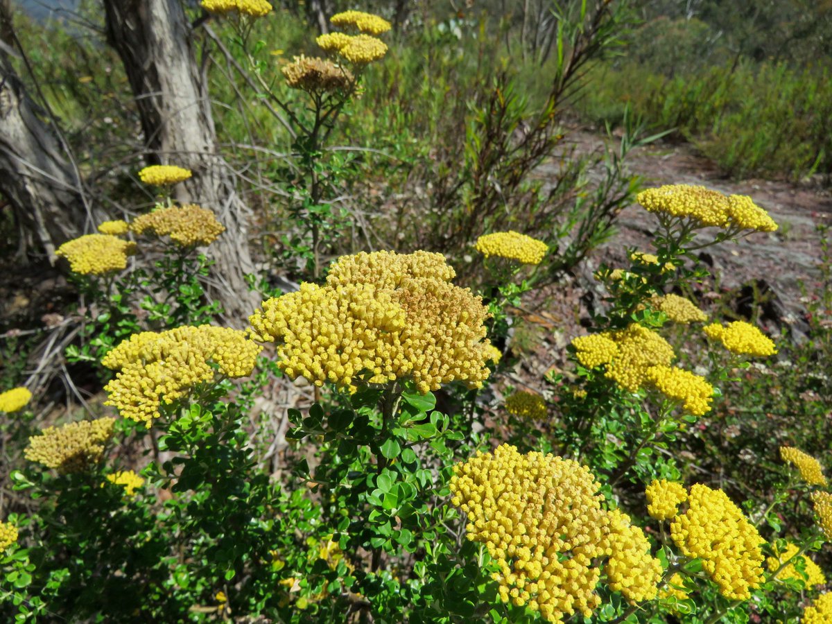 StuartWilliams_'s tweet photo. Ozothamnus obcordatus (grey everlasting), south of Licola #Ozothamnus #Asteraceae #ozplants https://t.co/HL7M4gH3ih