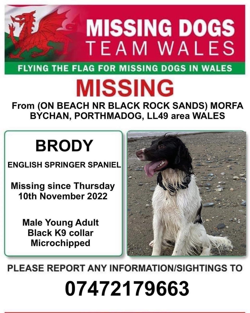 rosieDoc2's tweet photo. #SpanielHour
BRODY MISSING ON #Beach #WALES
Near #BlackRockSands #MORFABYCHAN #Porthmadog #LL49
10/11/22 and not seen since 😞
What an awful Christmas this family have had
HAVE YOU SEEN HER?
@missingdogwales @gelert01 @takeapawswales @CarolPoyerPeett @juliagarland73 @bs2510 https://t.co/sOfFBewcPc