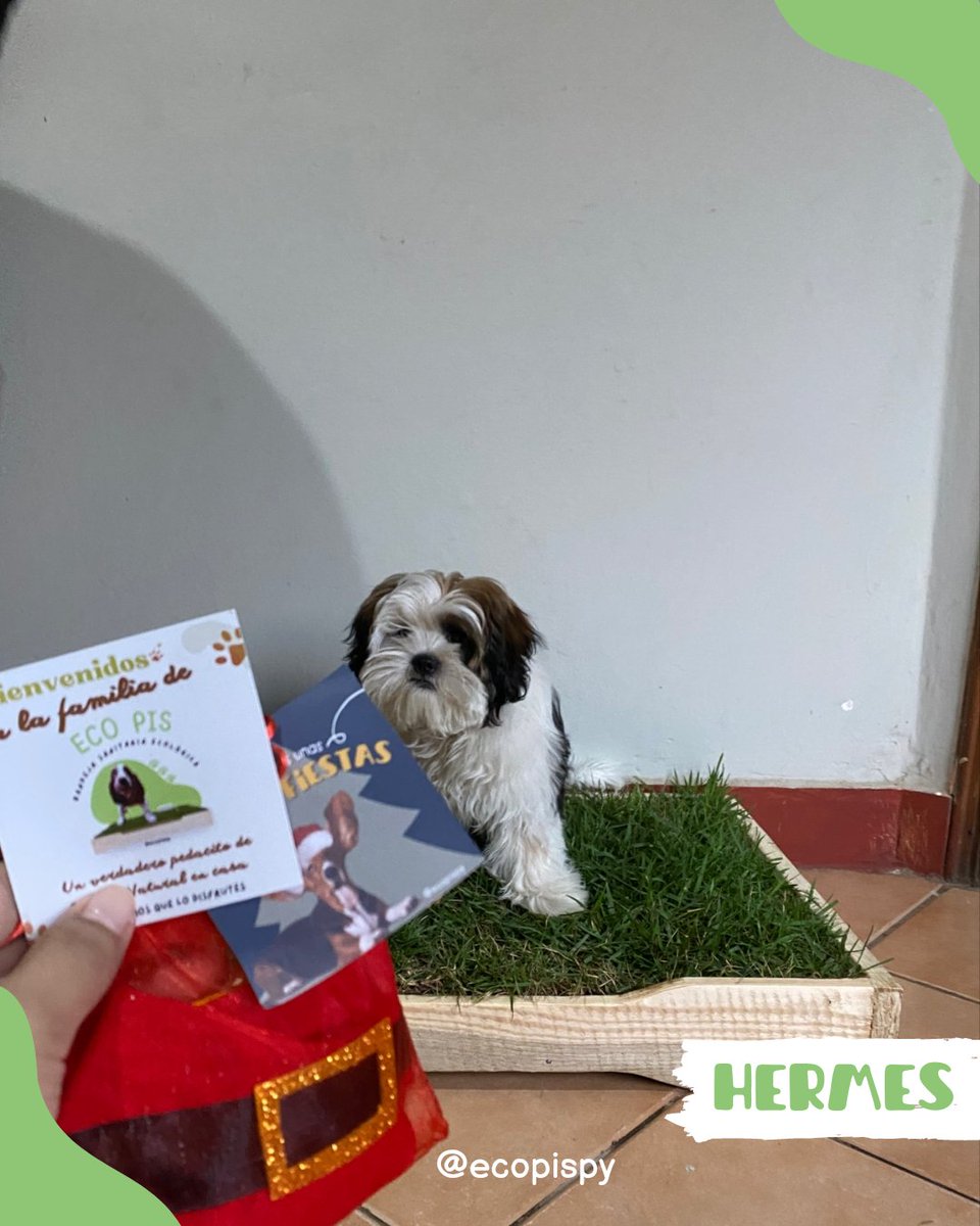 Ecopispy's tweet photo. Hermes posando con el regalito que le dejo santa bajo el árbol 🎄✨🐾😍 

#EcoLove💚 #EcoPispy #ComunidadEcoPis #BandejaSanitaria #shitzu #Cachorros #paraguay https://t.co/X3zAL5yNBU