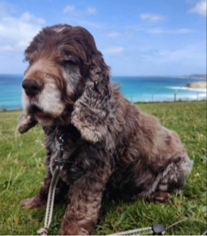 bs2510's tweet photo. BELLA #SpanielHour

Female #CockerSpaniel Elderly Brown with white tail fluorescent collar Microchipped Tattooed

#Missing 14 Oct 2022 near #WhiteAcres between #Newquay &amp; #IndianQueens #Cornwall TR8
Bella is 16, with dog dementia, deaf and partial blind

https://t.co/it3DCiEKAv https://t.co/vCA4A99oyR
