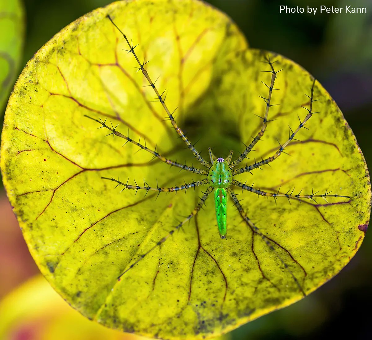 EntsocAmerica's tweet photo. Arthropod Photo of the Week: December 28, 2022
Green lynx spider
Peucetia viridans
Araneae: Oxyopidae
By Peter Kann
North Carolina, USA
#arthropodPOTW https://t.co/KZrWQwvgm7