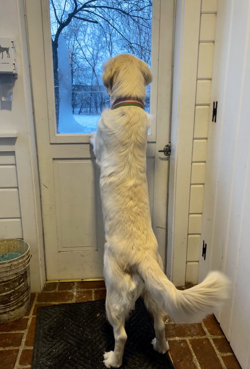 Layla the Dog tweet media