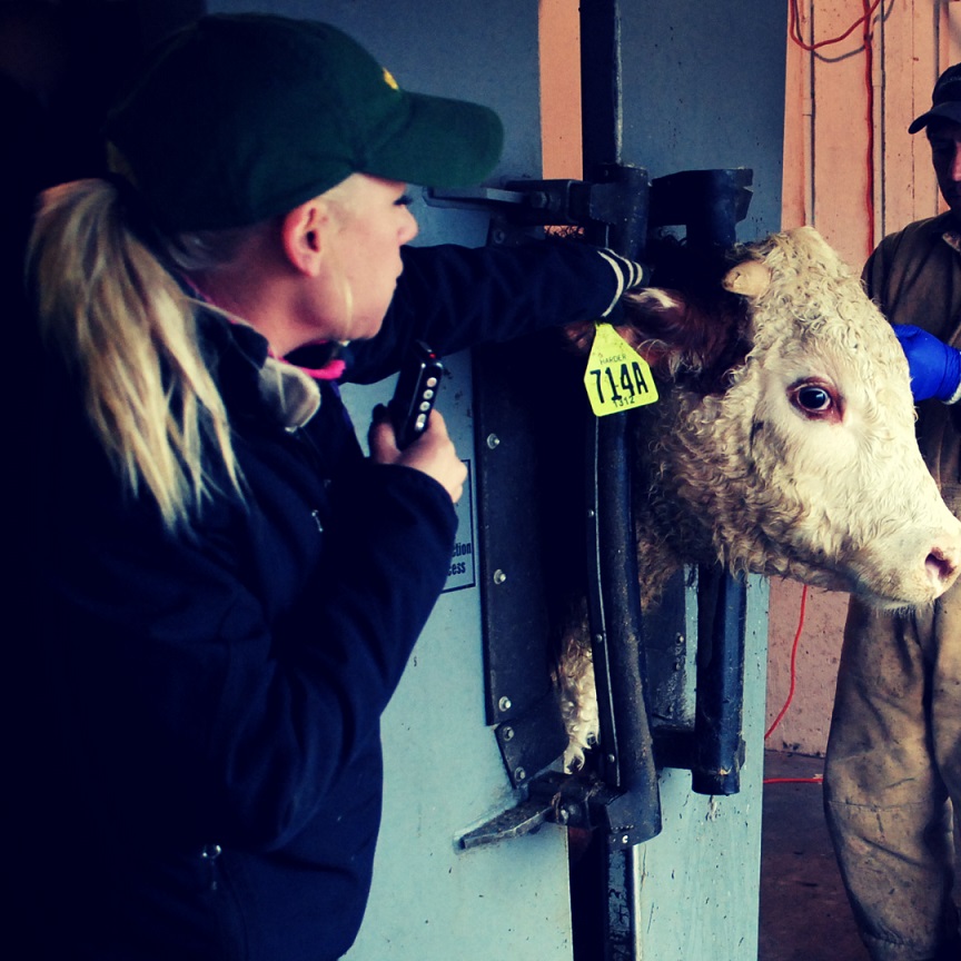 To support Nebraskans in their pursuit of excellence as animal stewards, <a href="/UNLExtension/">Nebraska Extension</a> announces the 2023 Nebraska Stockman’s Tour >>> ow.ly/63AF50MaX9s 
<a href="/DrWoiwode/">Woiwode Lab at UNL</a>