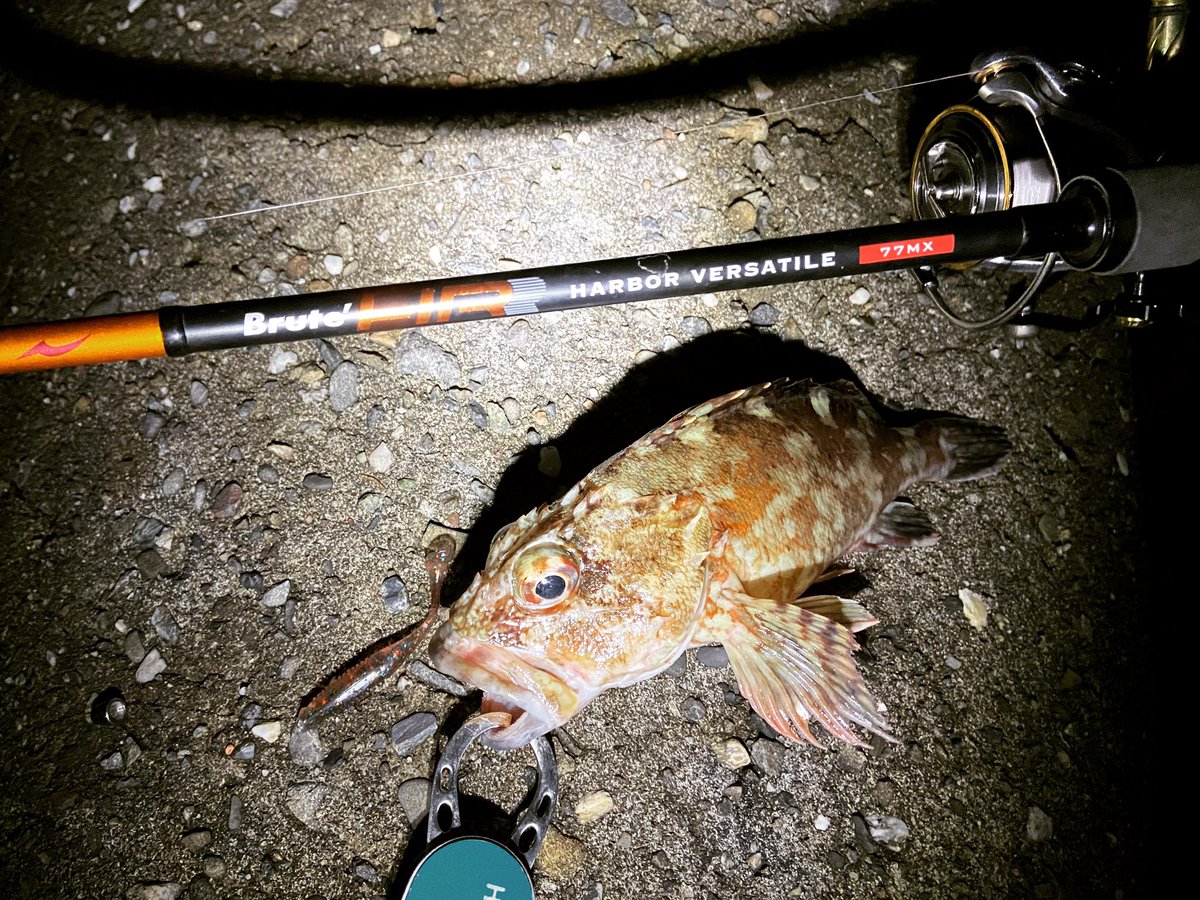 wocadaaa's tweet photo. アジを早上がりしてでもやりたい事🐟

#apia #brutehr #harborversatile77mx 
#daiwa #luvias 2506H
#slpworks 
#live #union 45-51
#xbraid UPGRADEPE X4 0.8号
#baitbreath #etshad 
#gamakatsu #theorize 

#釣り #fishing #ルアー #ロックフィッシュ #ライトロック #カサゴ #ガシラ #アピア https://t.co/FwsvmZpIhf