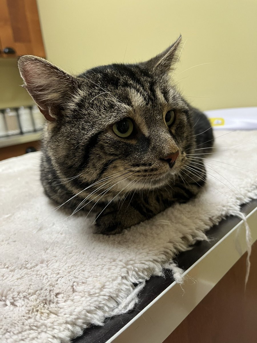 he was very polite and brave for the vet! he is a big boy at 13.28 pounds!