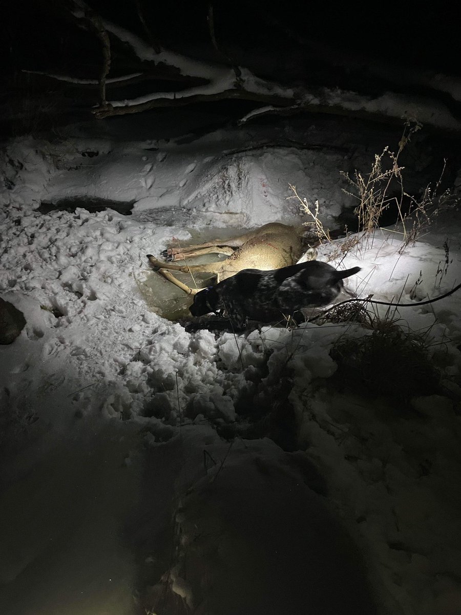 RugerTheGSP's tweet photo. Fun times tonight 🏹🦌🎯😎 https://t.co/lRMijYkTnp
