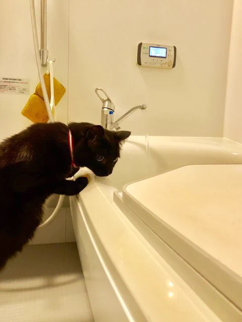 年末の掃除で塩素系洗浄剤を使う方へ。猫は近づけないで！