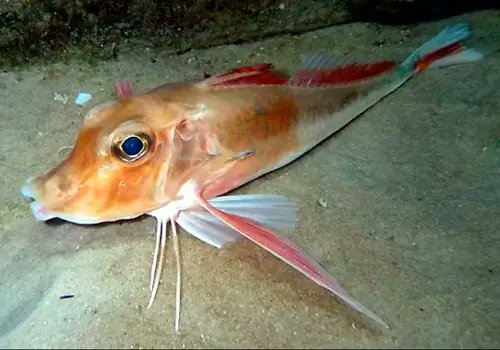 Today's fish is the Piper Gurnard (Trigla lyra)! Gurnards are sound-producing, creating grunting noises by drumming their swim bladders. In fact, the name gurnard is an onomatopoeia for the croak they make when caught!
📸A. M. Arias, AAMP, Unknown