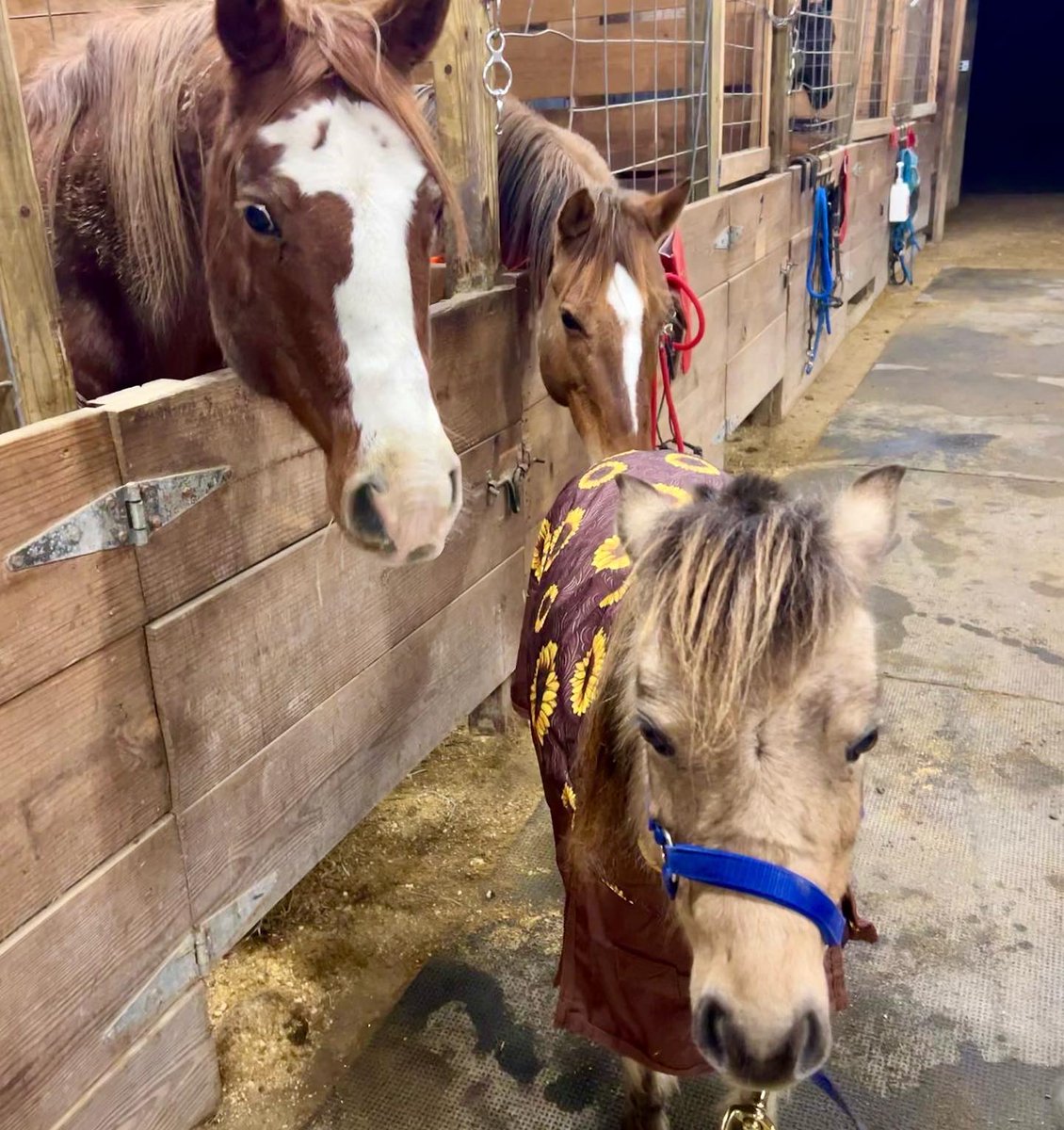 BuzzPolice's tweet photo. Miss June is modeling her new sheet. All the gals in the barn had to check it out.  I think Miss Annie might have been checking out if the flowers were real 🌻#winterflowers #sunflowers #tough1equine #tough1 #mares #minihorse #minihorsesofinstagram #horsemodel #thoseeyes https://t.co/HF2Wd2pHGi