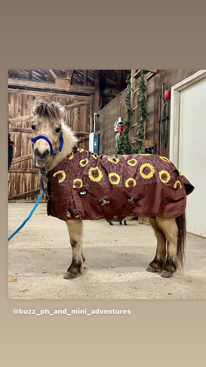 Miss June is modeling her new sheet. All the gals in the barn had to check it out.  I think Miss Annie might have been checking out if the flowers were real 🌻#winterflowers #sunflowers #tough1equine #tough1 #mares #minihorse #minihorsesofinstagram #horsemodel #thoseeyes