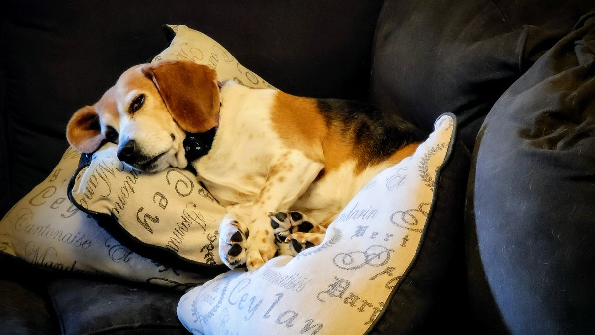 Starfire Photography™️ on Twitter "We have 3 dog beds throughout the