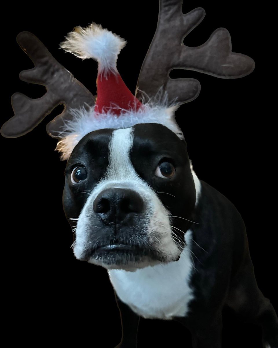MistySutton's tweet photo. @zachlanebryan He and JJ can be Christmas twins! https://t.co/o3sfBisetE
