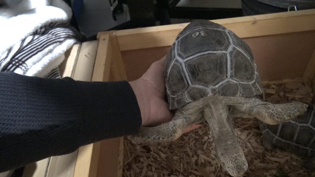 ForestExotics's tweet image. BABY ALDABRA