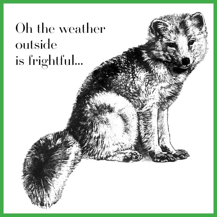 carlajbauer's tweet photo. Holiday card of Arctic Fox

#animals #portraits #illustrations #woodcut #woodcuts #linocut #printmaking
#blackandwhiteart #illustration #scratchboard #linedrawing #graphicart #artwork
#lineart #linedrawing #illustrationart #art #artistsoninstagram #illustratorsoninstagram
#w… https://t.co/ZeO98sv6z6