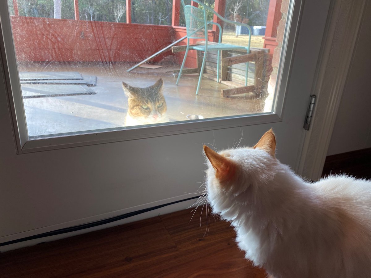 MabeltheCat7's tweet photo. I may be evil but the neighborhood cat is literally glowing with ill-intent. https://t.co/HKtnbOyvZi
