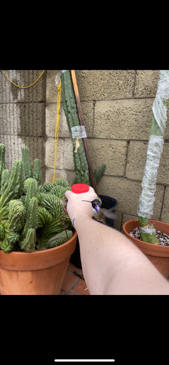 planty_kenna's tweet photo. YOU GUYS!!! OH MY FUCKING GOD!! I CANT BELIEVE HE LANDED ON ME https://t.co/0kcohmovHX