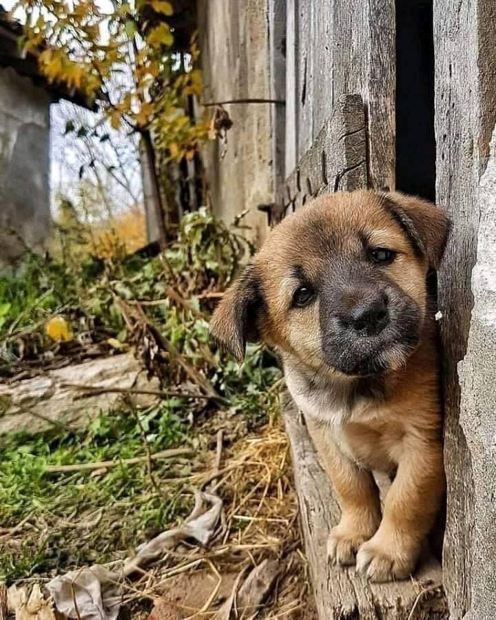 DogLovers03's tweet photo. Will you love me🥺🥹💞? https://t.co/o9G5Pwyrhb