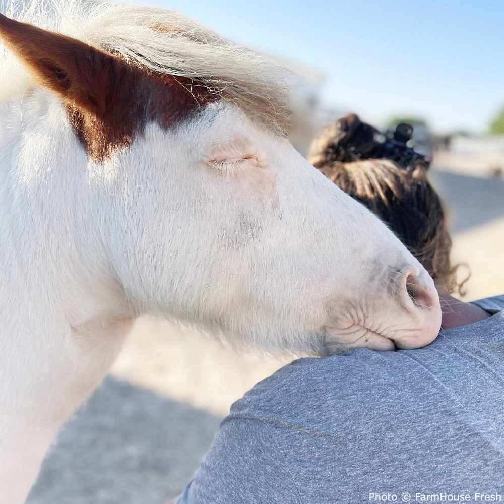 GreaterGoodorg's tweet photo. A shoutout to @farmhousefresh for their large donation of hand sanitizer to our Good Packs program & other humanitarian initiatives! This women-owned organic skincare company even has its own farm animal sanctuary at its Texas HQ. π΄π Thank you, #FarmHouseFresh! #AmplifyTheGood https://t.co/ZuSVU05YEU
