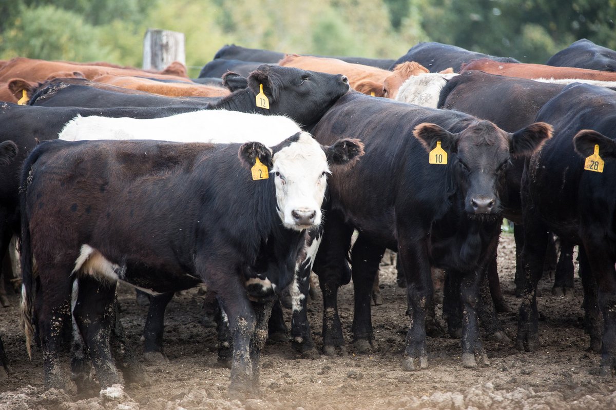 ISUExtCalhoun's tweet photo. Cattle weigh-in for 4-H and FFA member wishing to exhibit at the Calhoun County Expo is on Saturday, January 7. Those members whose last name begins with M-Z need to weigh-in from 8:00-9:30 a.m. and A-L from 9:30-11:00 a.m. 
If you have any questions, call Tara at 712-297-8611. https://t.co/npZseAiqrI
