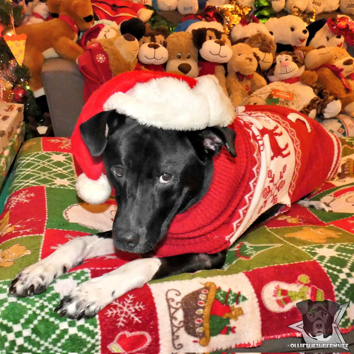 I hope you all had a pawsome Christmas! I got so many new toys and treats! It's safe to say I'm just a little spoiled! 🎅🎄🐕❤️
.
.
#dogsoftwitter #DogsOnTwitter #Christmas #Christmas2022 #Xmas #holidays #holidayseason