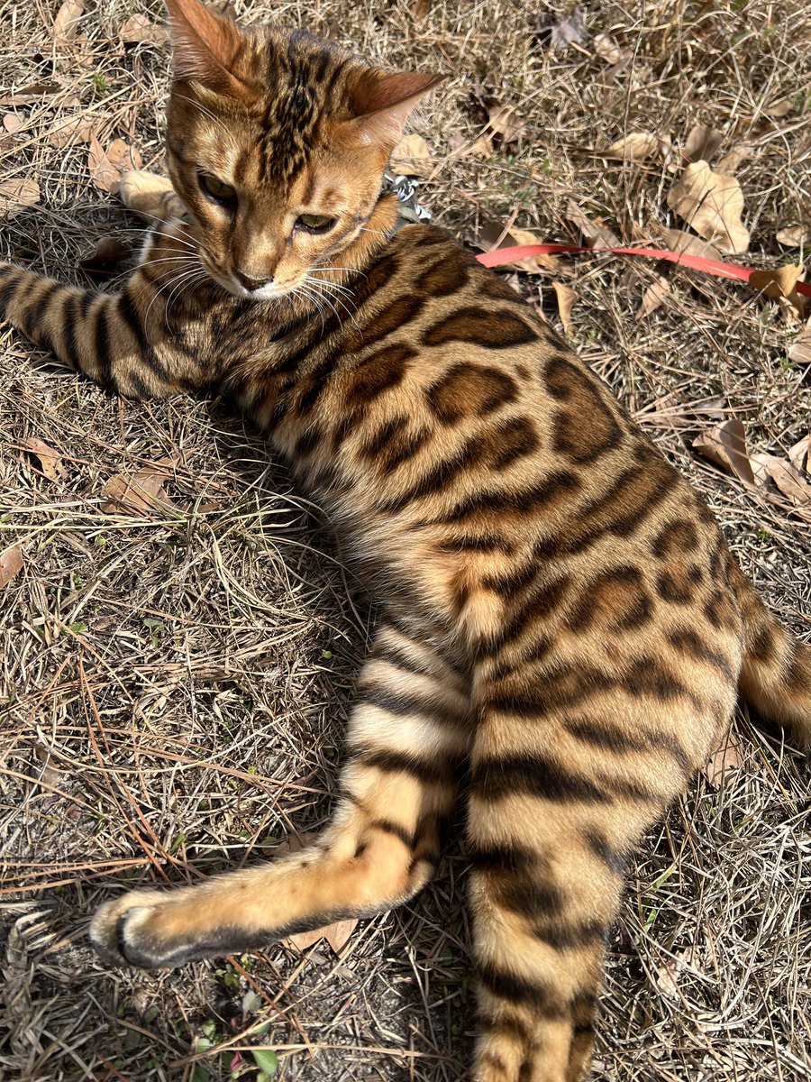 Zotilian's tweet photo. My leopard son is becoming a UNIT🤧🐆 https://t.co/dIU1C3IHLb